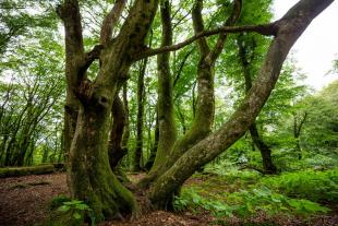 Bøgepurker i Troldeskoven. Et sted findes et øjetræ som flere prinsesser antageligt skulle være kravlet igennem af helbredsmæssige årsager.